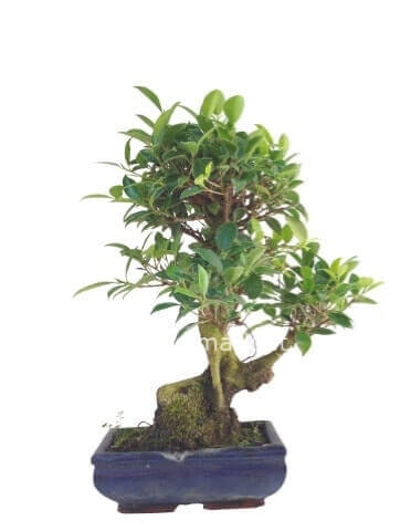 bonsai da interno- varie dimensioni