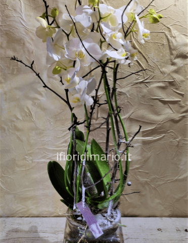 phalenopsis confezionato in vaso decorativo ed elementi botanici