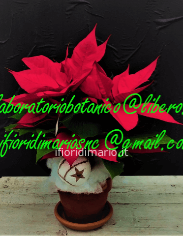 POINSETTIA- STELLA DI NATALE- VASO 15-