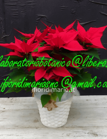 POINSETTIA- STELLA DI NATALE- COPRIVASO IN VIMINI DIAM- 18
