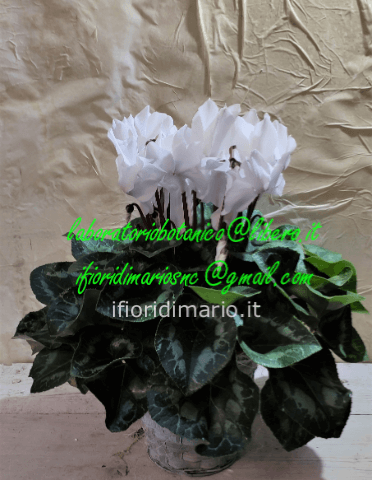CICLAMINO MAXI- COPRIVASO VIMINI-MOOD NATALE