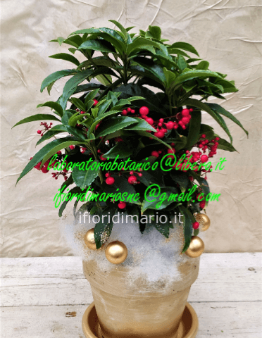 ARDISIA-PIANTA CON BACCHE ROSSE- COPRIVASO METALLICO- DECO-