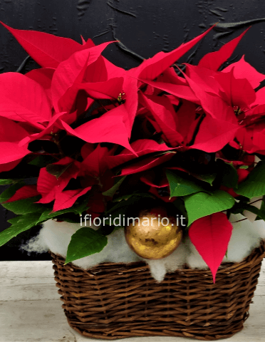 STELLA DI NATALE- CESTO  VIMINI CON 2 PIANTE