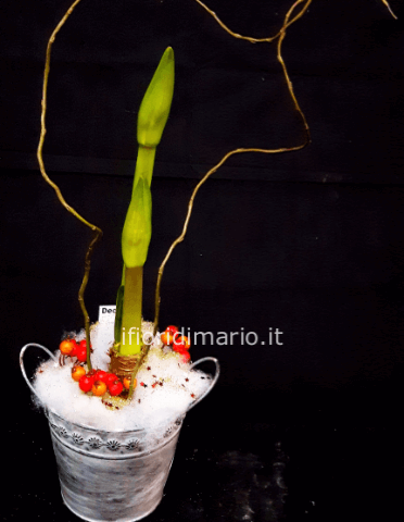 AMARYLLIS  CON COPRIVASO METALLO.