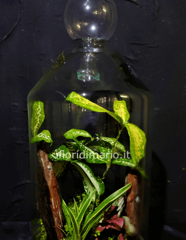 TERRARIUM TROPICALE- COME DA FOTO