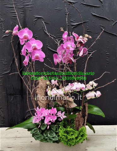 PHALENOPSIS IN COMPOSIZIONE- COME DA FOTO
