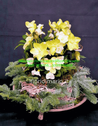 HELLEBORUS CON BASE CORONCINA LEGNO- + ABETE
