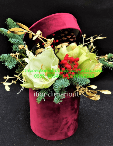 SCATOLA VELLUTO- CON AMARYLLIS E VISCHIO