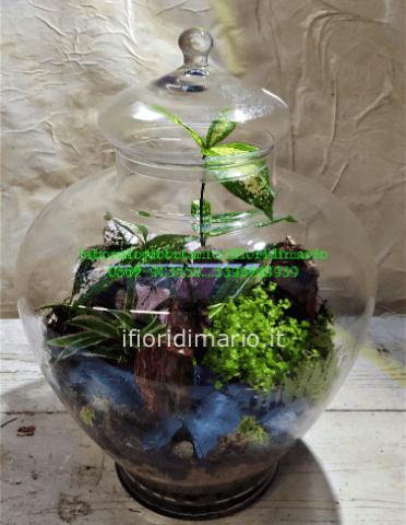 TERRARIUM TROPICALE- VASOVETRO H-CM 50