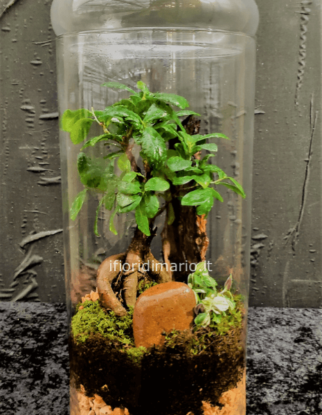 TERRARIUM IN CONTENITORE DI VETRO H CM.48X20