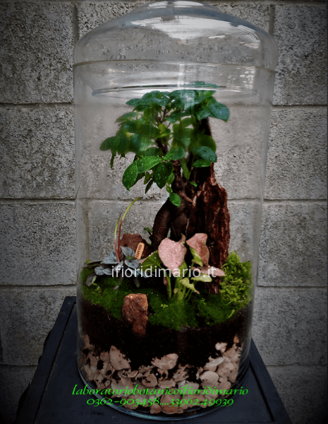 TERRARIUM IN CONTENITORE DI VETRO H CM.48X25