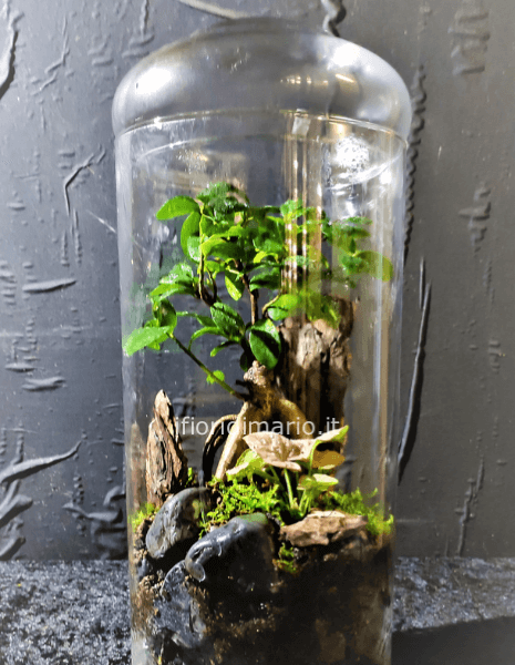 TERRARIUM IN CONTENITORE DI VETRO H CM.48X20