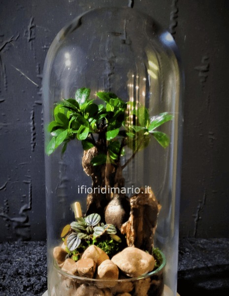 TERRARIUM IN CONTENITORE DI VETRO- CAMPANA CM 43X18X20