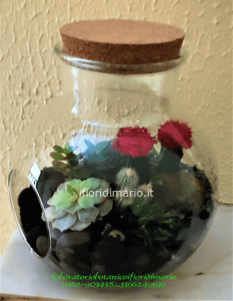 TERRARIUM  APERTO- IN CONTENITORE DI VETRO- PIANTE GRASSE