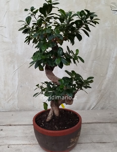 BONSAI   FICUS " GINSENG"-CM.80