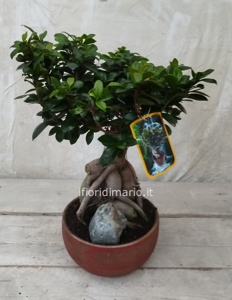 BONSAI FICUS GINSENG-CM-60