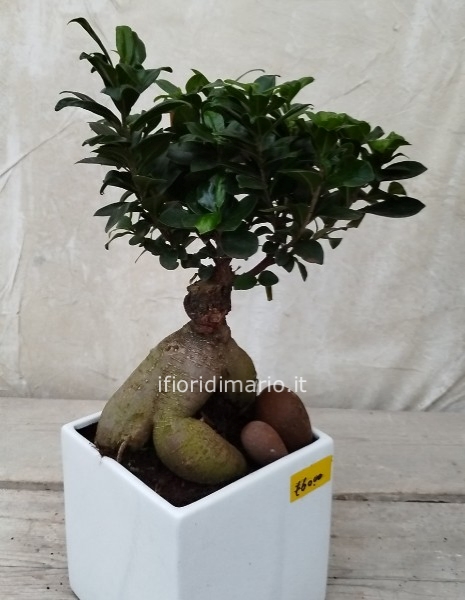 BONSAI FICUS GINSENG- VASO QUADRATO- CERAMICA- ALTEZZA CM.50
