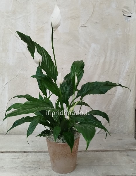 SPATHIPYLLUM CON COPRIVASO