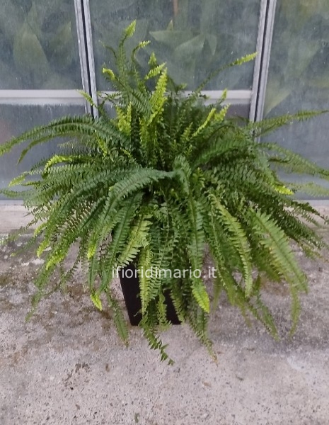 FELCE NEPHROLEPIS DIAM. 50 CM CON COPRIVASO ALTO -PLASTICA