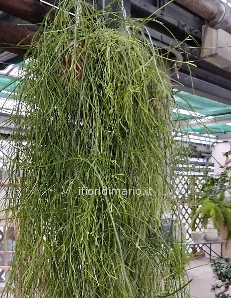 RHYPSALIS ESEMPLARE- MT-1.00 IN CASCATA