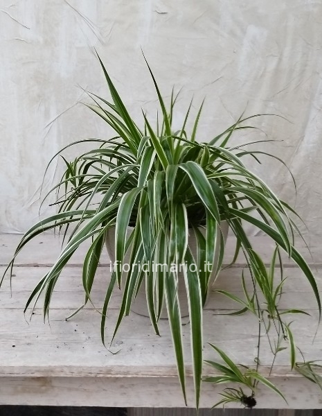 CLOROPHYTUM VASO CM.20 + COPRIVASO CERAMICA