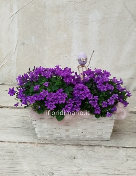 CESTO CON CAMPANULA PERENNE