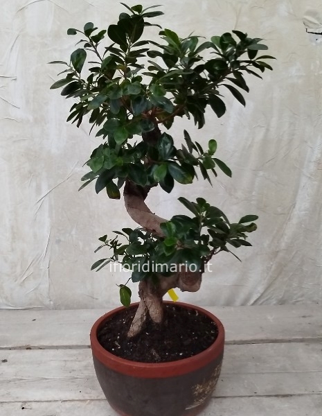 BONSAI GINSENG  BIG-CM.80 H