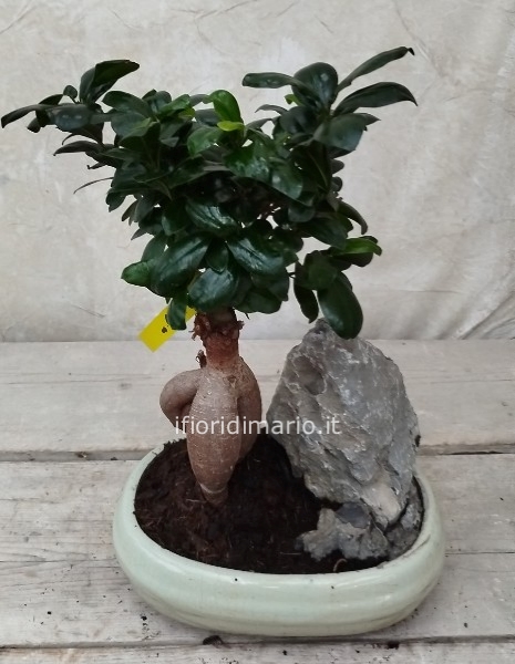 BONSAI FICUS  GINSENG  CON SASSO- CM.50