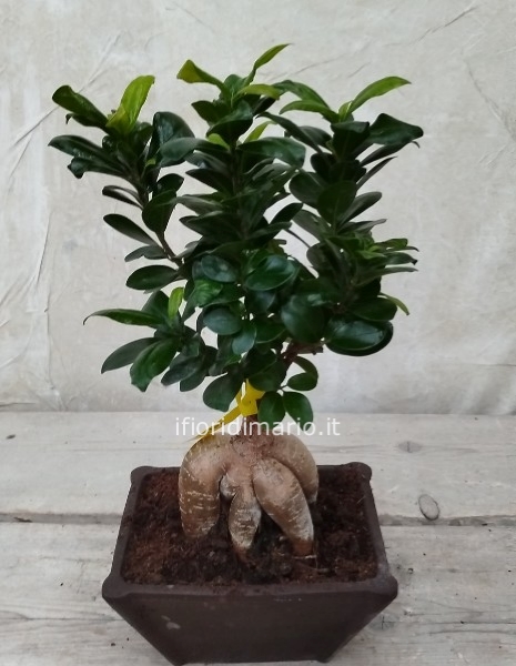 BONSAI FICUS GINSENG VASO RETT. H CM.40