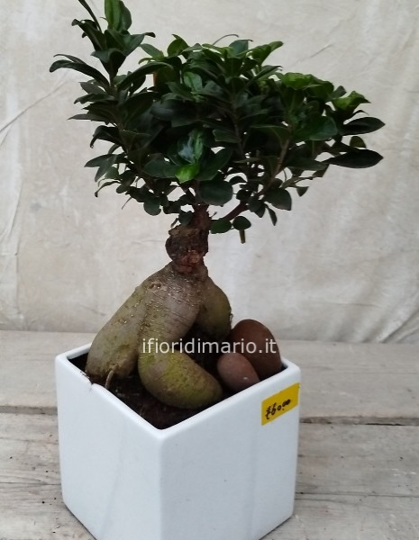 BONSAI FICUS GINSENG VASO CERAMICA QUADRATO H 50 CM