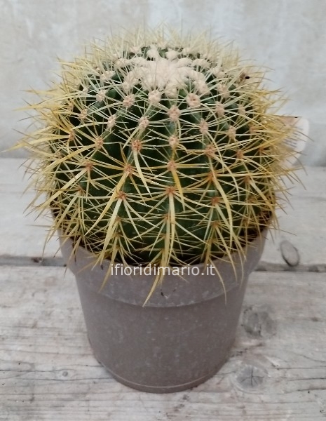 ECHINOCACTUS GRUSONII -CM.18-20
