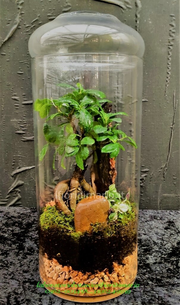 TERRARIUM IN CONTENITORE DI VETRO H CM.48X20