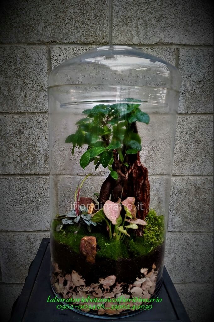 TERRARIUM IN CONTENITORE DI VETRO H CM.48X25 » Fiorista a Carate