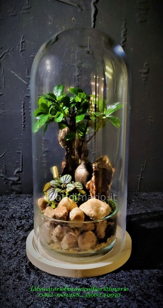 TERRARIUM IN CONTENITORE DI VETRO- CAMPANA CM 43X18